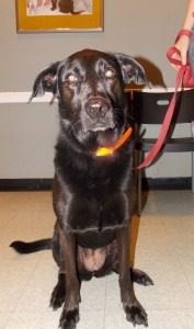 Black mixed-breed dog sitting on leash