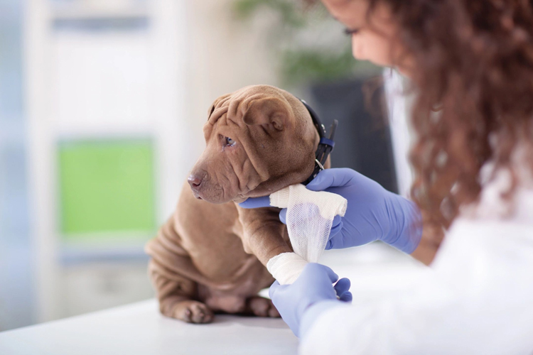 Lansdowne Animal Hospital