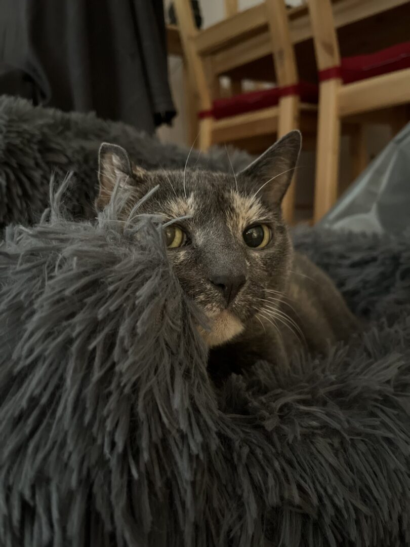 Closeup shot of the black cat sitting on the fur blanket
