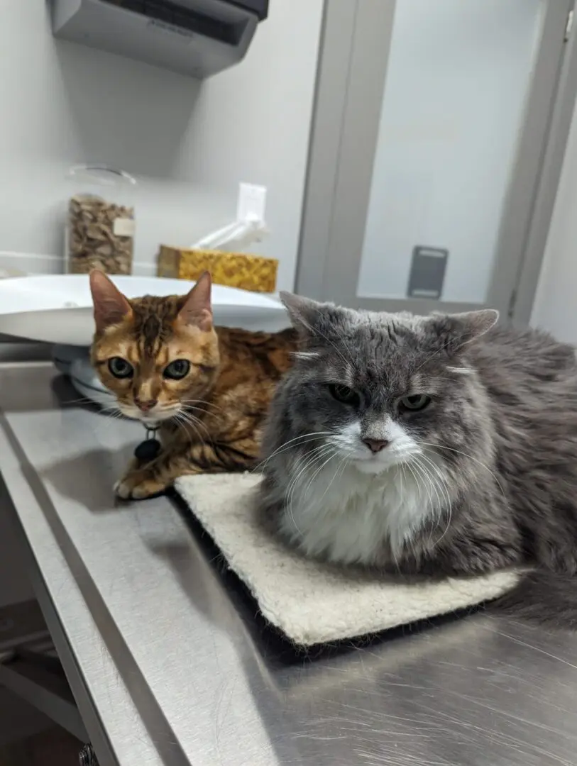 Two cats sitting on the kitchen platform