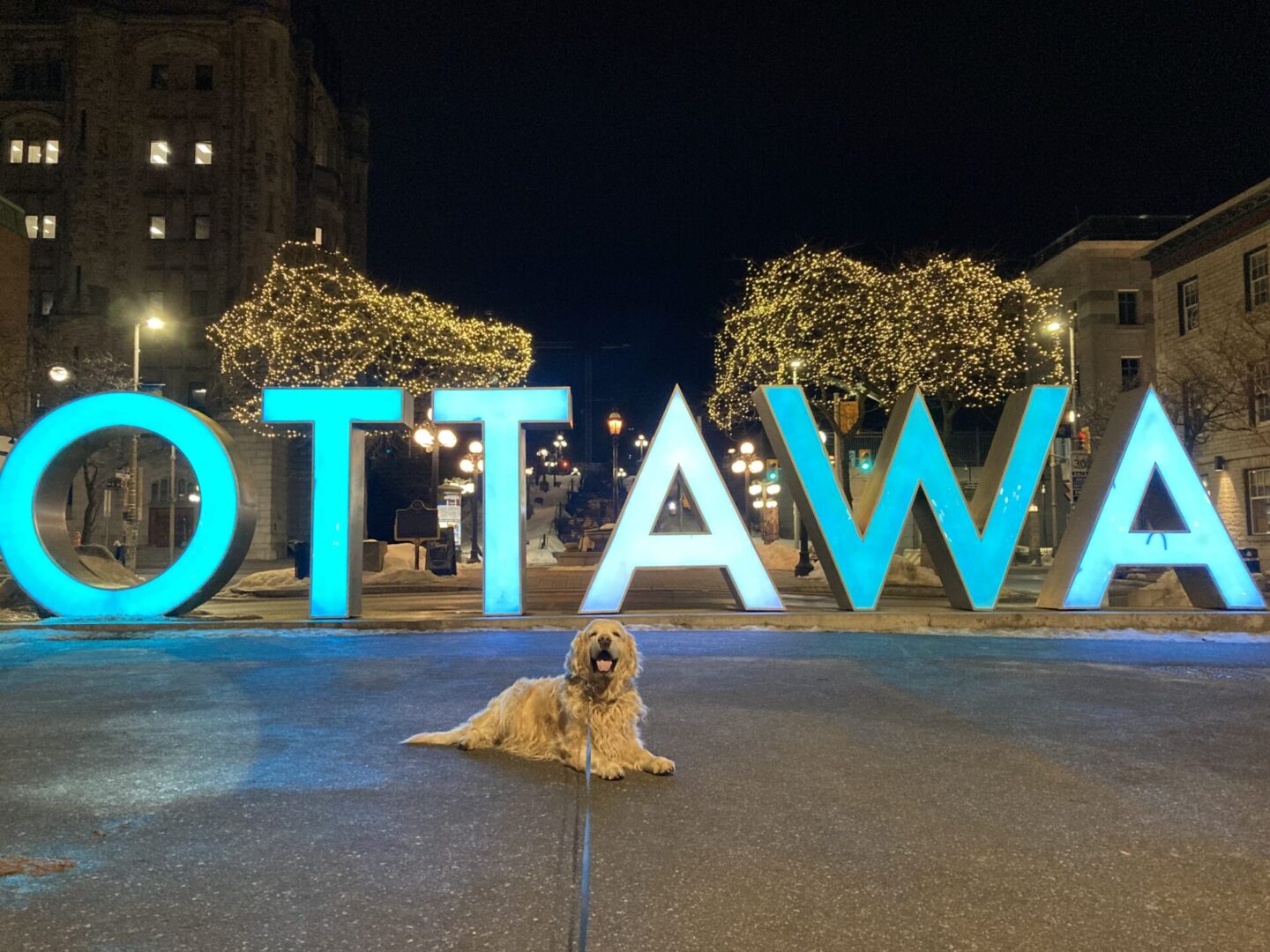 Dog tied with rope sitting in front of ottawa