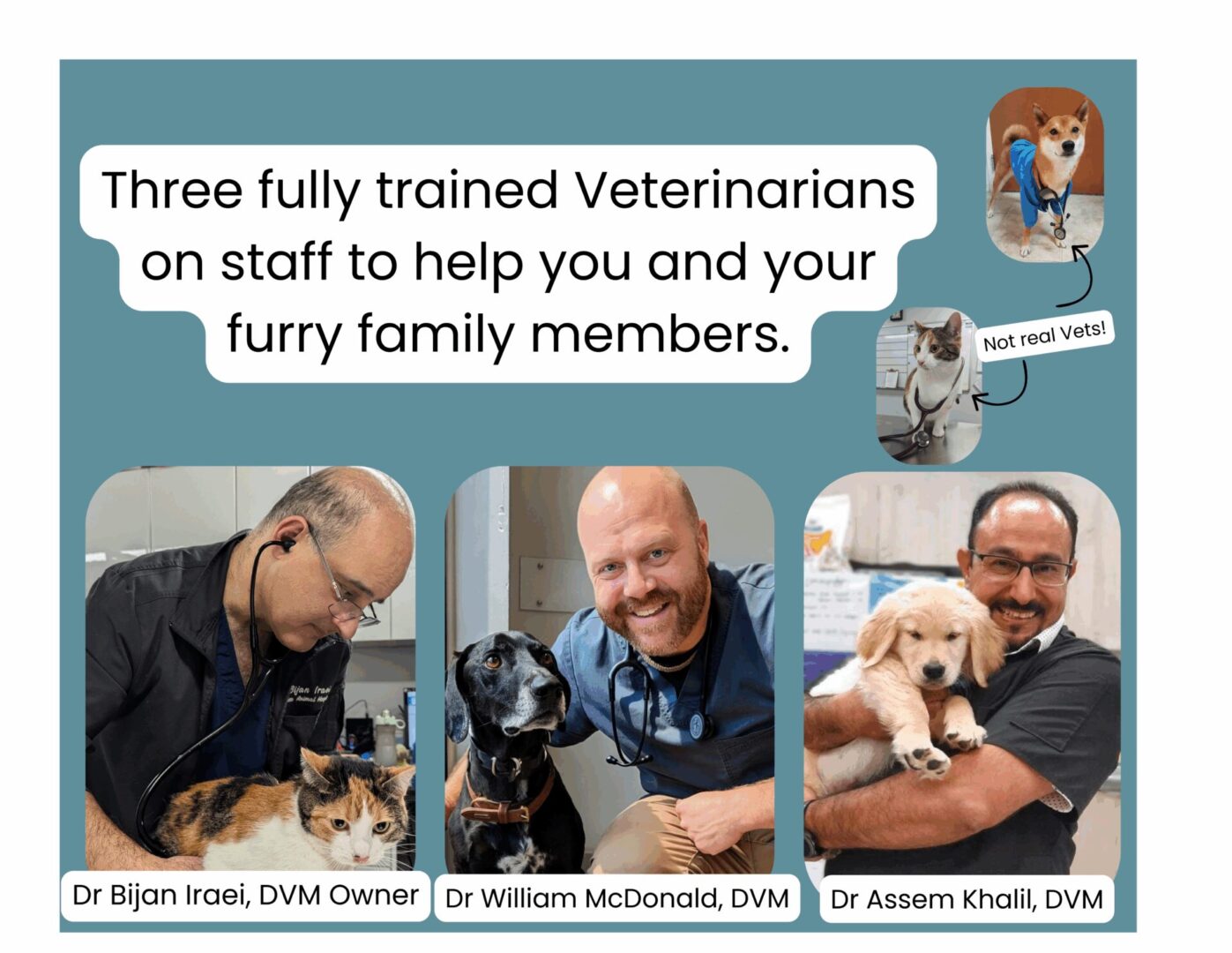 Veterinarians and staff caring for pets with compassion and expertise.