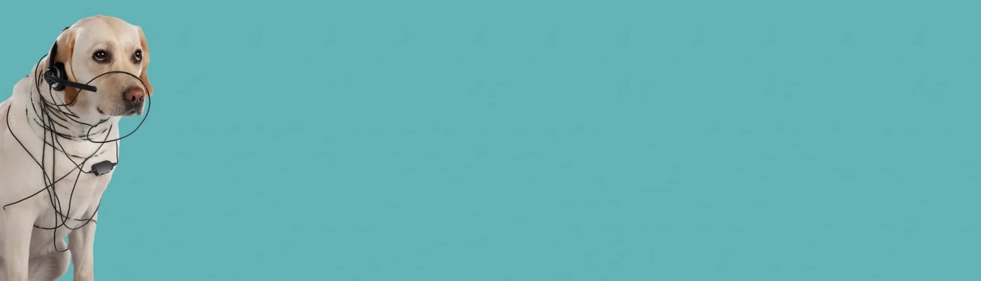 Dog tangled in headphones on blue background.