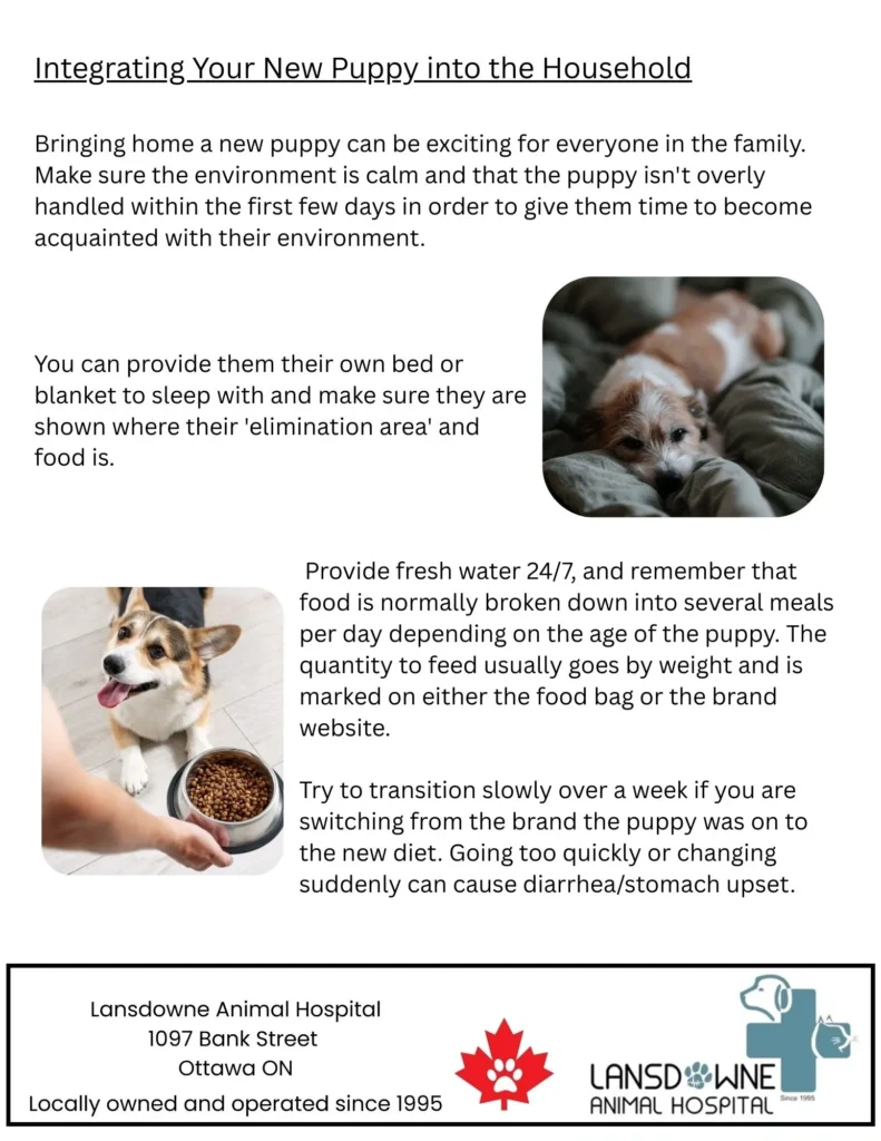 Flyer about integrating a new puppy with photos