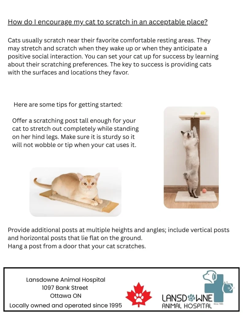 Pamphlet showing cats using vertical and horizontal scratchers