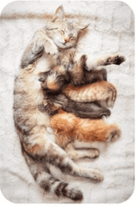 Cat cuddling with three kittens on blanket.