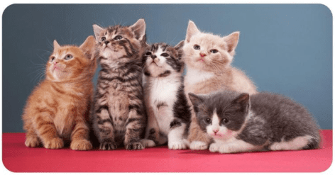 Five adorable kittens sitting on a table.