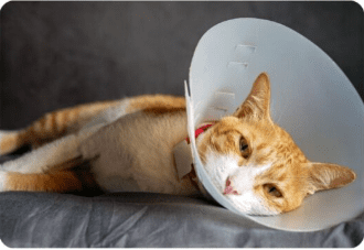 Cat wearing a cone resting on couch.