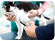 Cat getting microchip scanned at vet.
