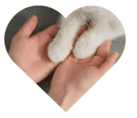 Hands holding cat paws in heart shape.
