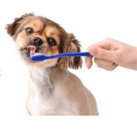 Dog being brushed with a blue toothbrush.
