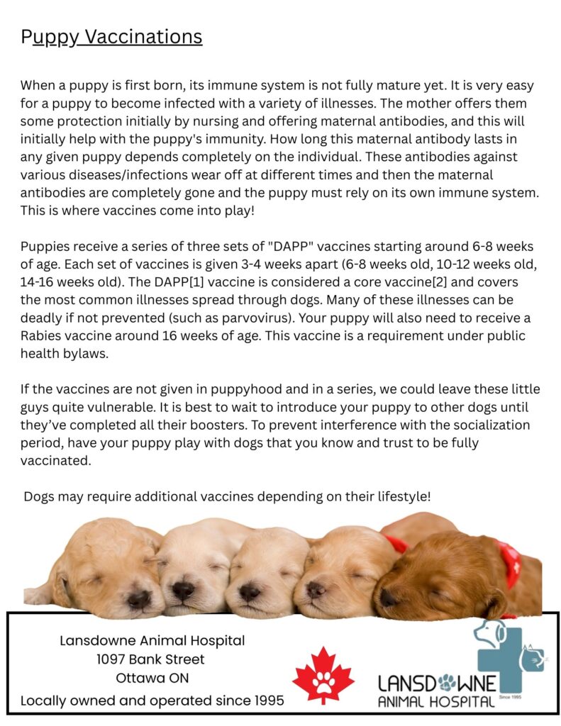 Puppies sleeping together, veterinary vaccination information.
