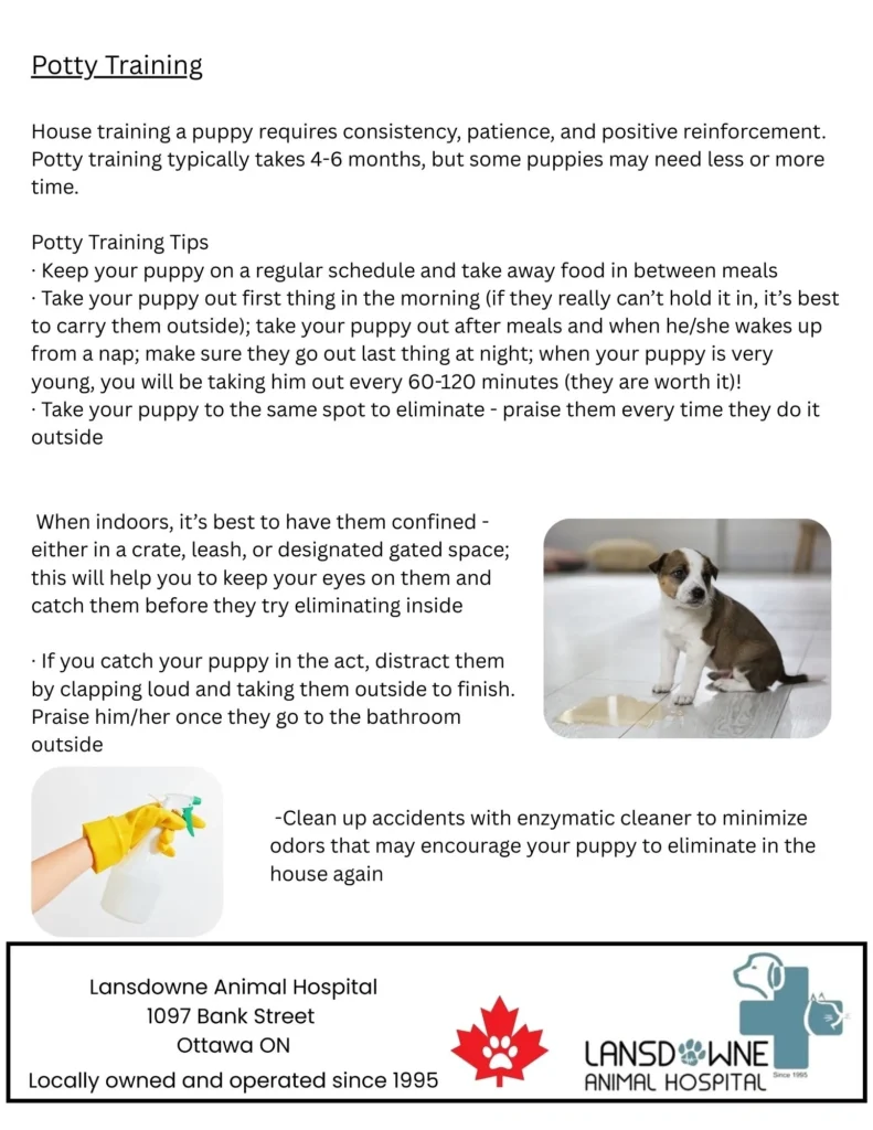 Potty training pamphlet with puppy image