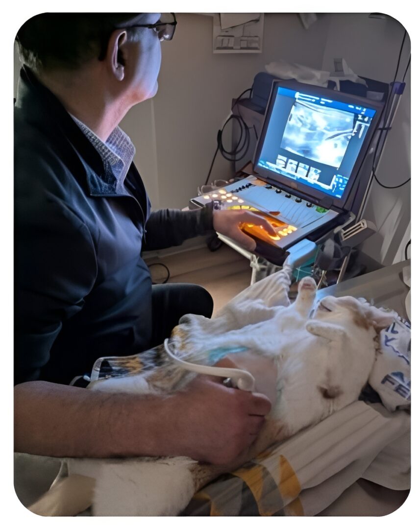 Veterinarian performing ultrasound on dog
