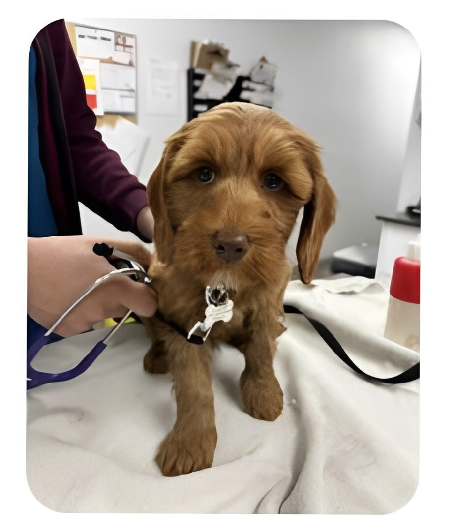 Brown puppy at vet with stethoscope