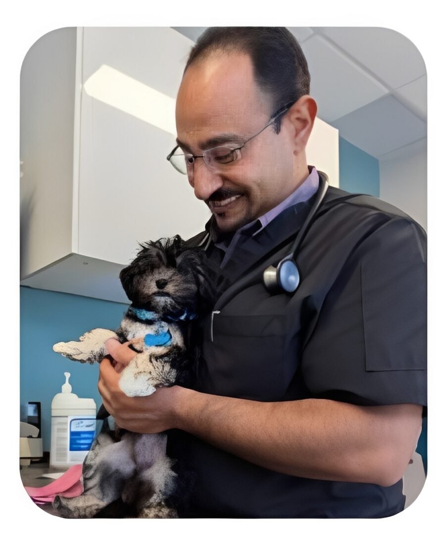 Veterinarian holding small dog during exam
