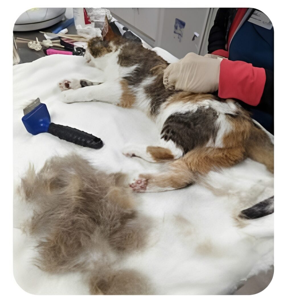 Cat being brushed, pile of loose fur