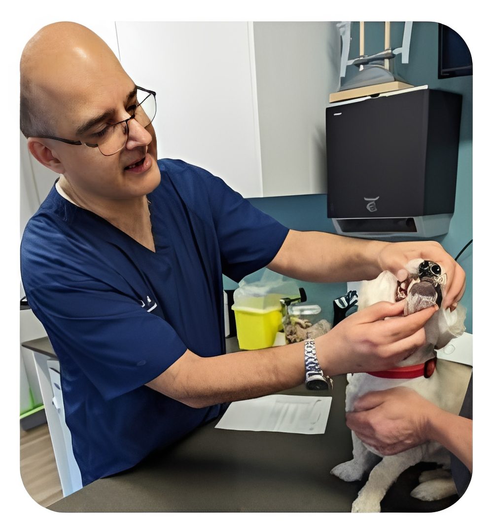 Veterinarian examining small dog's mouth