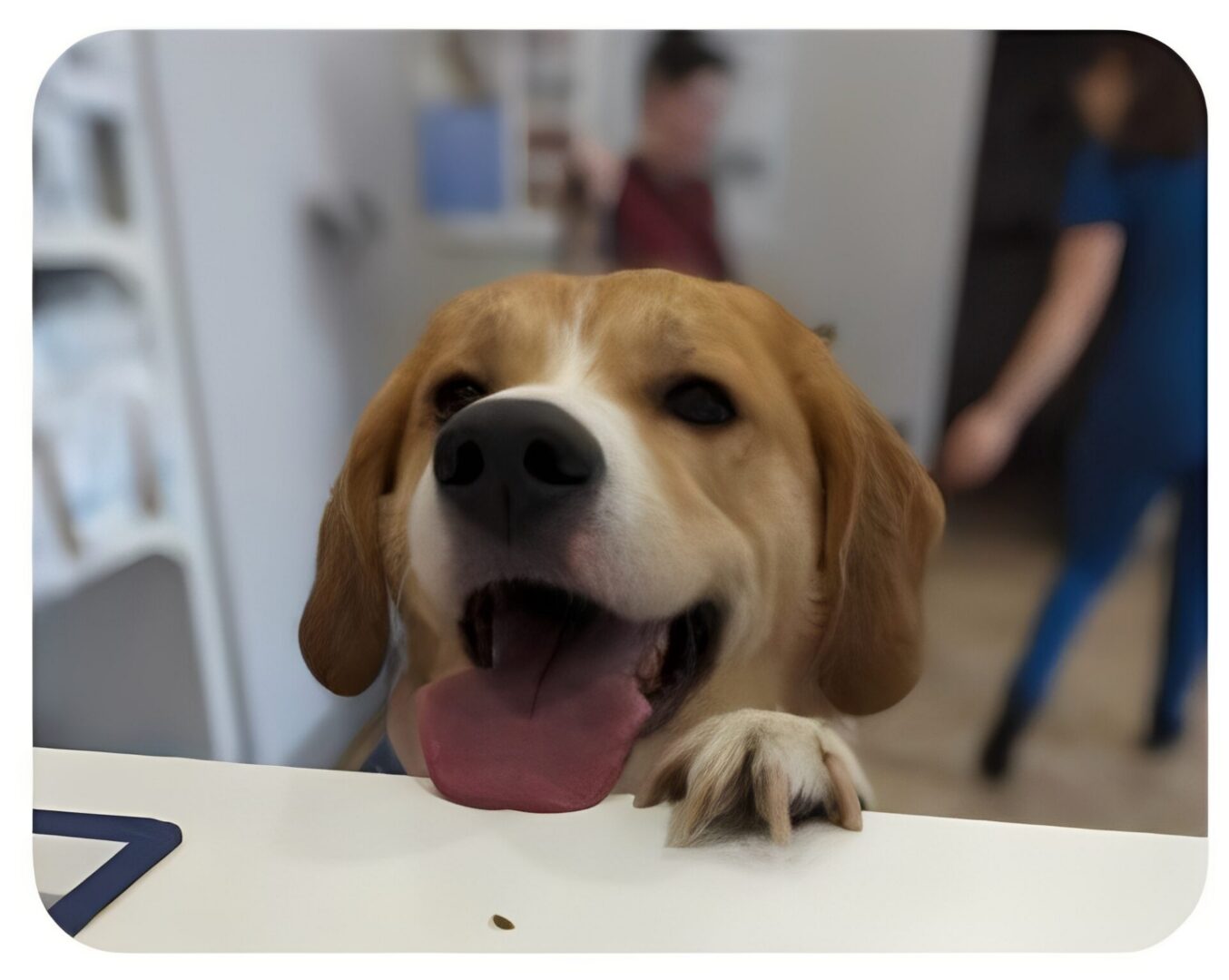 Happy dog peeking over counter, tongue out