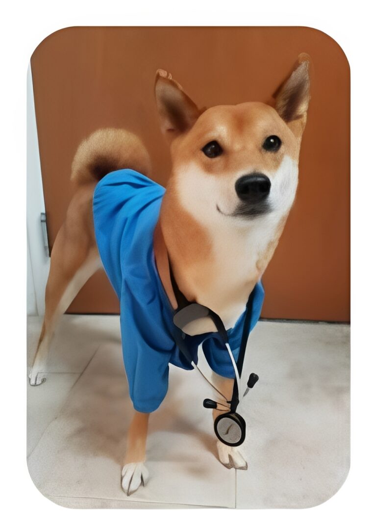 Shiba Inu wearing scrubs and stethoscope