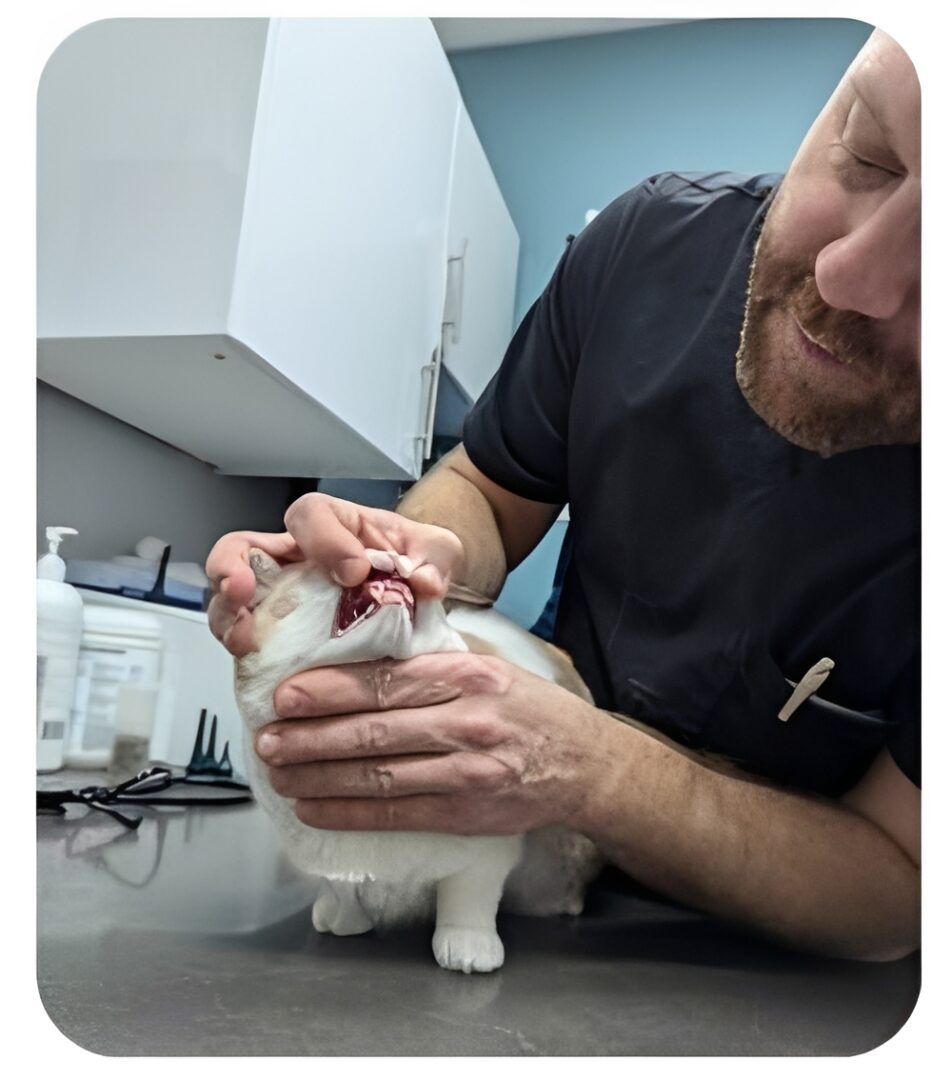 Vet examining cat's teeth on exam table