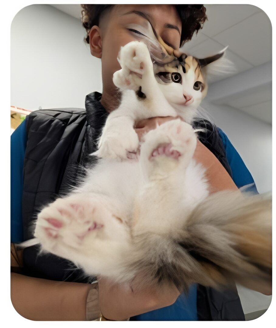 Fluffy cat held showing pink paw pads