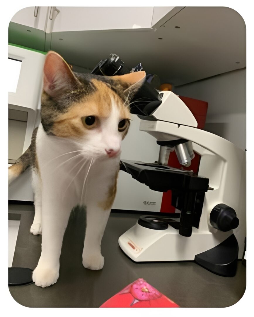 Calico cat next to microscope in laboratory