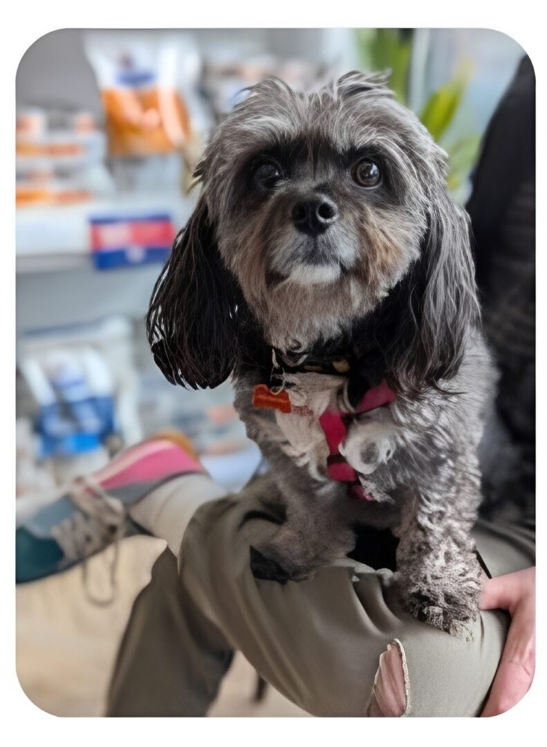 Small gray dog sitting on person's lap