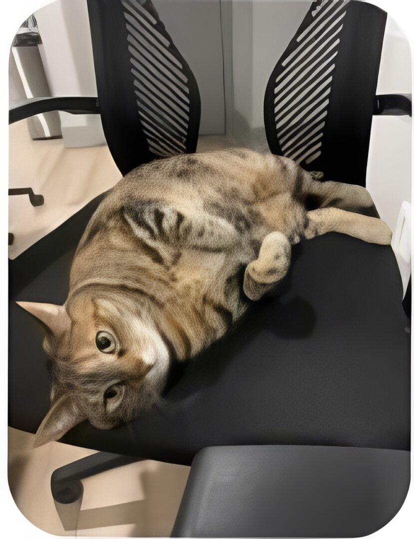 Tabby cat reclining on black office chair